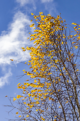 Image showing yellow birch autumn foliage