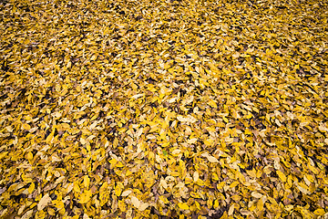 Image showing abstract background of autumn foliage