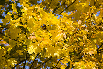 Image showing leaf fall in the forest