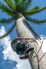 Image showing Adult male climbs coconut tree to get coco nuts