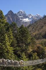 Image showing Yaks caravan crossing suspension bridge in Himalayas