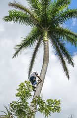 Image showing Adult male climbs coconut tree to get coco nuts