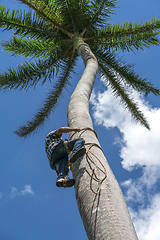 Image showing Adult male climbs coconut tree to get coco nuts