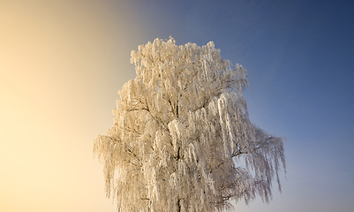 Image showing snow covered deciduous birch trees