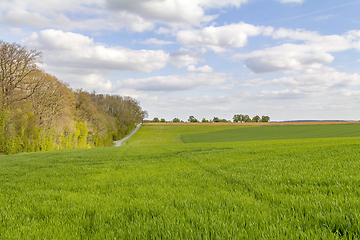 Image showing sunny woodside scenery