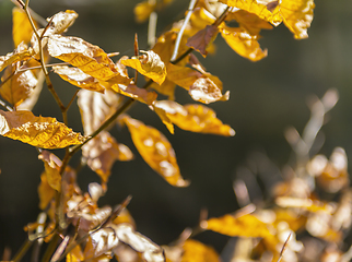Image showing sunny autumn leaves