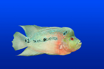 Image showing Tropical fish isolated