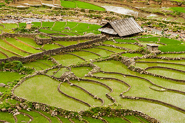 Image showing Rice plantations. Vietnam