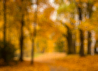 Image showing Defocused blurred autum background