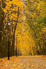 Image showing Autumn park