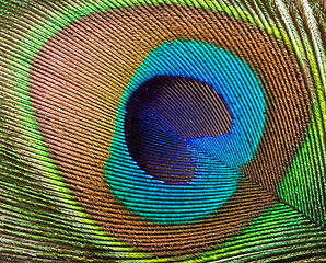 Image showing Peacock feather close up