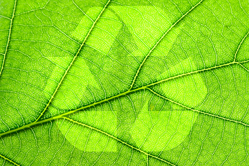 Image showing Recycling symbol on leaf