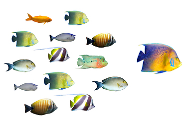 Image showing Leadership concept - big fish leading school of tropical fishes