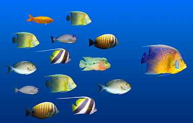 Image showing Leadership concept - big fish leading school of tropical fishes