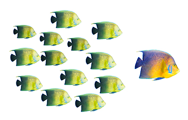 Image showing Leadership concept - big fish leading school of tropical fishes