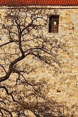 Image showing Tree in city - branches agains old brick wall