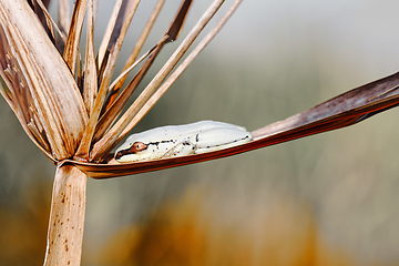 Image showing small masked frog on reed, Maroantsetra, Madagascar wildlife