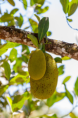 Image showing Jackfruit, Artocarpus Heterophyllus, Madagascar