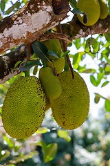 Image showing Jackfruit, Artocarpus Heterophyllus, Madagascar