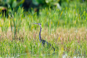 Image showing heron Ardea humbloti, Madagascar wildlife