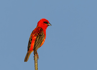 Image showing Madagascar bird red fody, wildlife