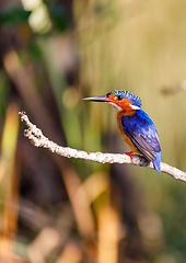 Image showing beautiful bird kingfisher, madagascar