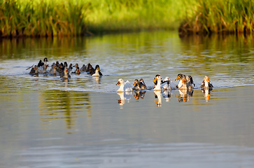 Image showing Domestic ducks to the river, Madagascar