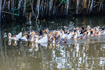 Image showing Domestic ducks to the river, Madagascar