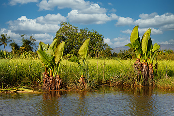 Image showing beautiful Madagascar wilderness landscape