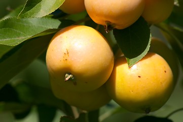 Image showing Apples