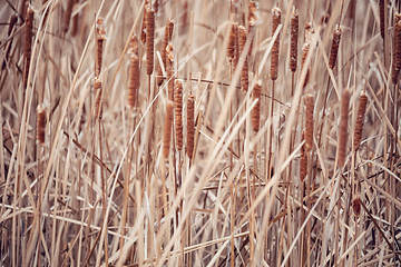 Image showing orange reeds blowing in the wind.