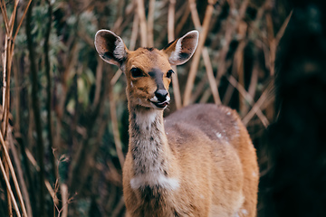 Image showing rare Menelik bushbuck, Ethiopia, Africa wilderness