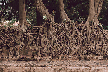 Image showing tangle of massive roots, Ethiopia