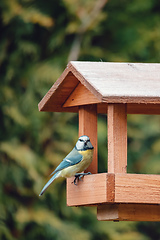 Image showing beautiful small bird great tit on bird feeder