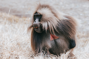 Image showing endemic Gelada in Simien mountain, Ethiopia