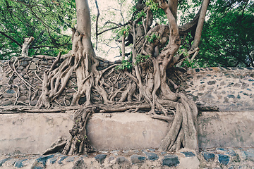 Image showing tangle of massive roots, Ethiopia