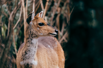 Image showing rare Menelik bushbuck, Ethiopia, Africa wilderness