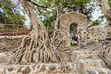 Image showing tangle of massive roots, Ethiopia