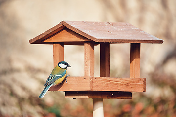 Image showing beautiful small bird great tit on bird feeder