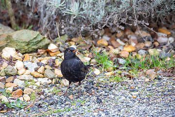 Image showing male of Common black bird in winter