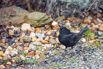 Image showing male of Common black bird in winter