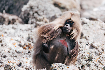 Image showing endemic Gelada in Simien mountain, Ethiopia