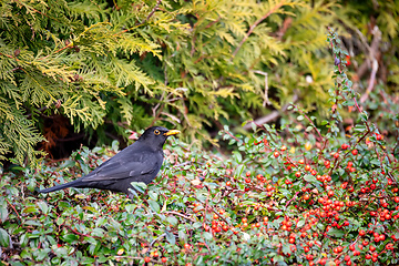 Image showing male of Common blackbird in garden