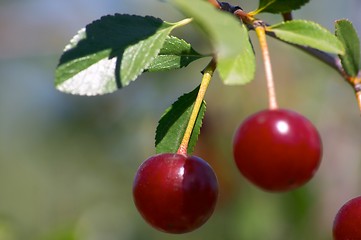 Image showing Cherries