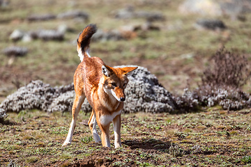 Image showing hunting ethiopian wolf, Canis simensis, Ethiopia