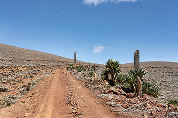 Image showing Ethiopian Bale Mountains landscape, Ethiopia Africa