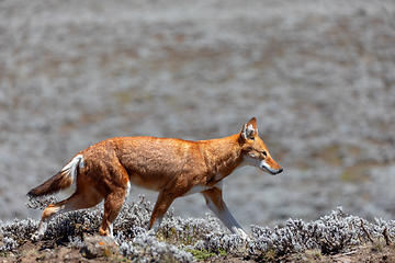 Image showing hunting ethiopian wolf, Canis simensis, Ethiopia