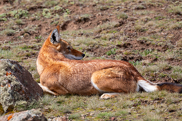 Image showing hunting ethiopian wolf, Canis simensis, Ethiopia