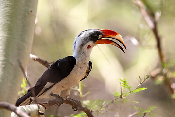 Image showing bird Von der Decken\'s Hornbill, Ethiopia wildlife