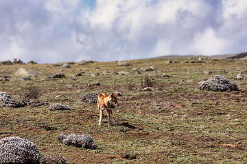 Image showing hunting ethiopian wolf, Canis simensis, Ethiopia